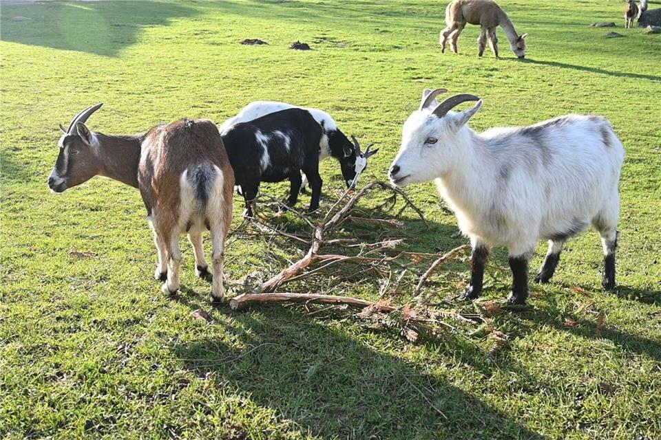 Ein eher ungewöhnlicher Fall beschäftigt am Mittwoch das Landgericht Stralsund: Der Unfall einer Frau, die nach eigener Aussage von einer Ziege in einem Streichelgehege zu Fall gebracht wurde.Stefan Sauer/dpa