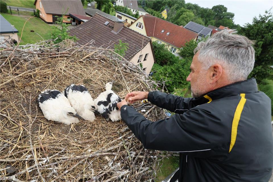Ein ehrenamtlicher Beringer stattet drei junge Weißstörche mit Fußringen aus. Die Jungtiere sind etwa fünf Wochen alt. A7120 Bernd Wüstneck/dpa