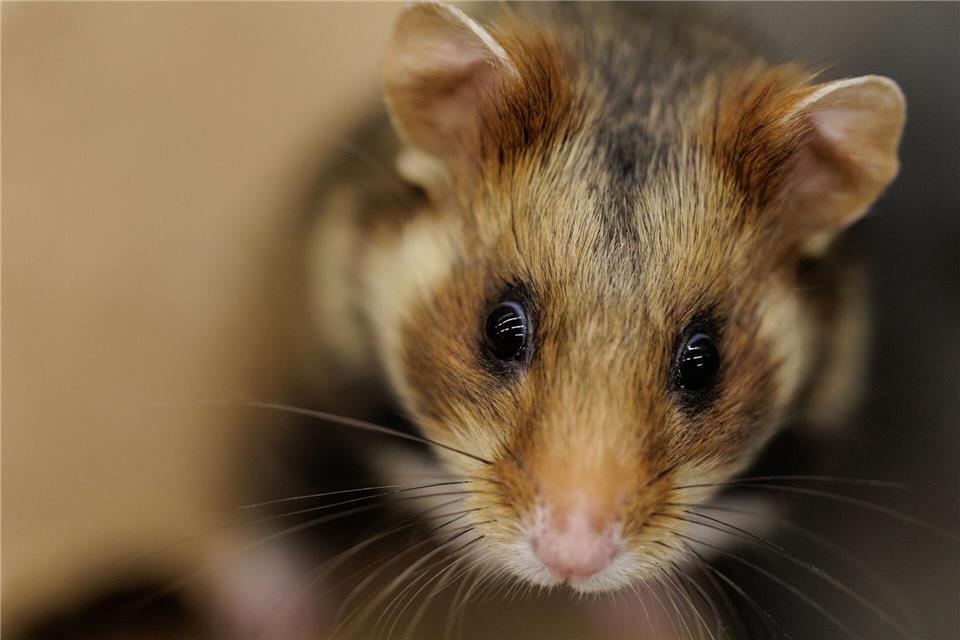 Ein einjähriger Feldhamster schaut sich in seiner Großbox im NRW-Artenschutzzentrum um.David Ebener/dpa