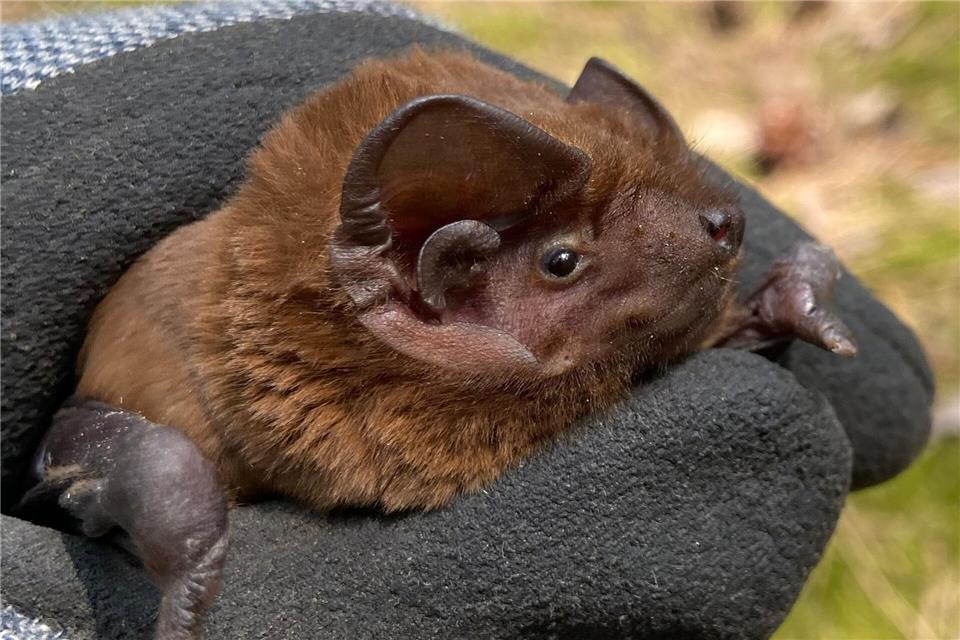 Ein erstmals in Brandenburg nachgewiesener Riesenabendsegler, die größte Fledermausart Europas, wird gezeigt Der Fledermauskundler Ingo Richter entdeckte das Männchen in einem Wald bei Luckenwalde.Ingo Richter/dpa