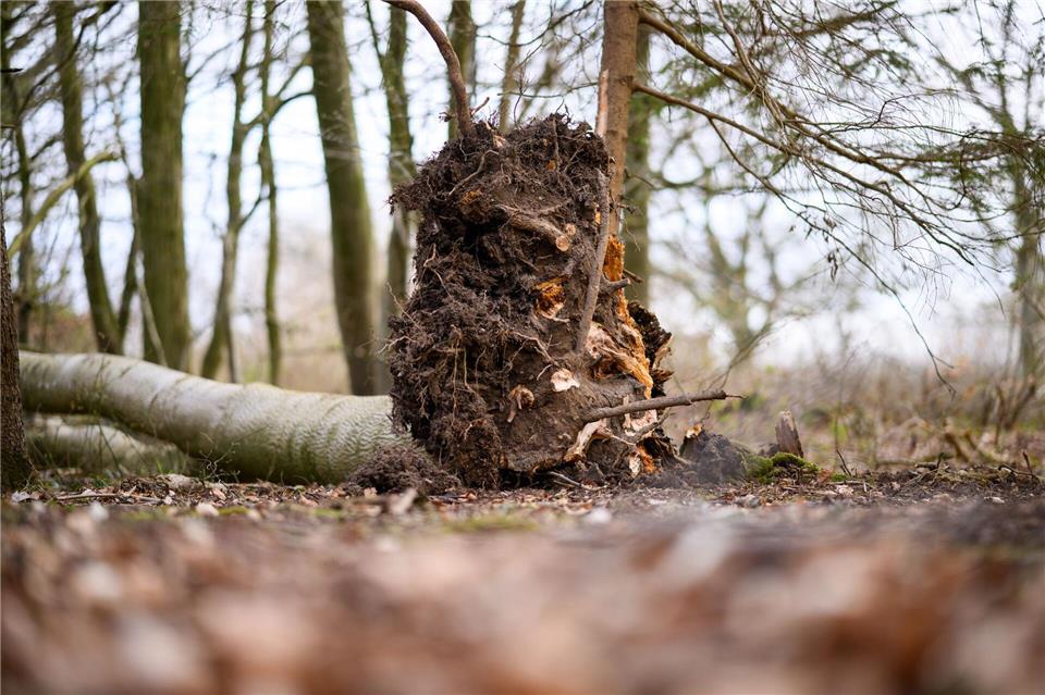 Ein etwa 30 Meter hoher Baum war in einem Waldstück bei Flensburg bei starken Windböen auf eine Gruppe gestürzt. (Archivbild)Daniel Reinhardt/dpa