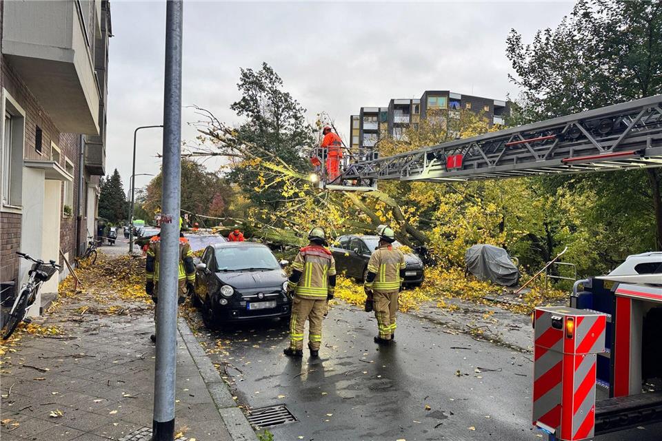 Ein etwa 50 Meter hoher Baum ist in Düsseldorf auf geparkte Autos gestürzt.Feuerwehr Düsseldorf/dpa