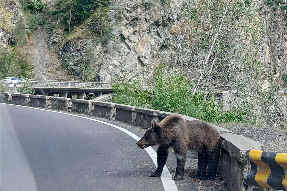 Ein etwa fünf Jahre alter Jungbär auf der Bergstraße Transfagarasan in den rumänischen Karpaten knurrt Autofahrer an.Kathrin Lauer/dpa