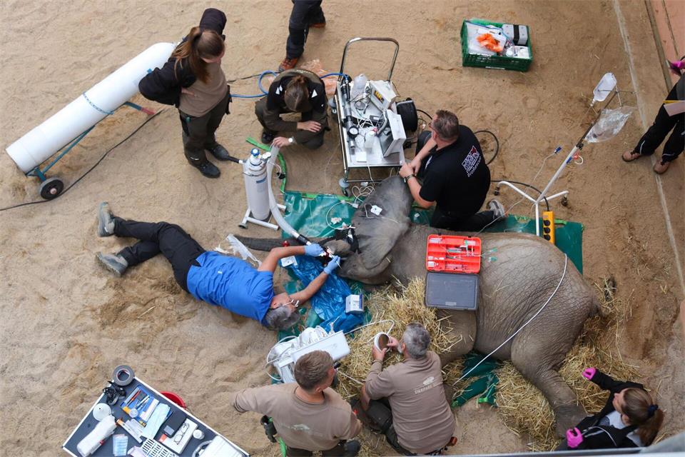 Ein gebrochener Stoßzahn, bei dem das Zahnmark freiliegt, ist immer ein medizinischer Notfall, sagte Yves Debosschere, der die Behandlung durchführte (Handout). Tierpark Berlin/dpa