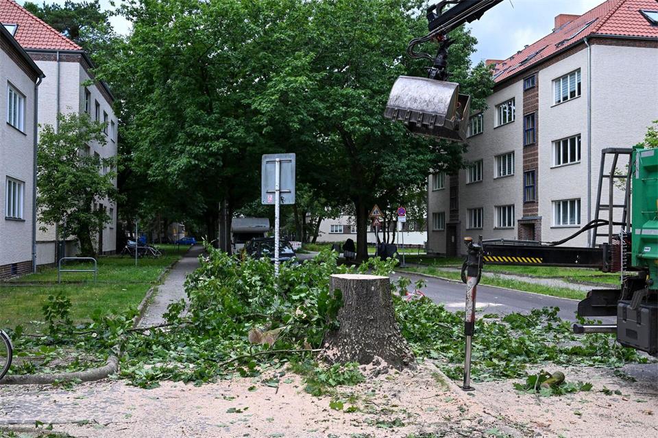 Ein gefällter Baum in Köpenick. (Archivbild) Jens Kalaene/dpa