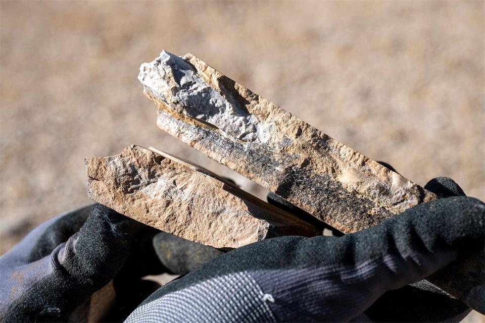Ein genauer Blick auf ein Fossil. Daniel Vogl/dpa