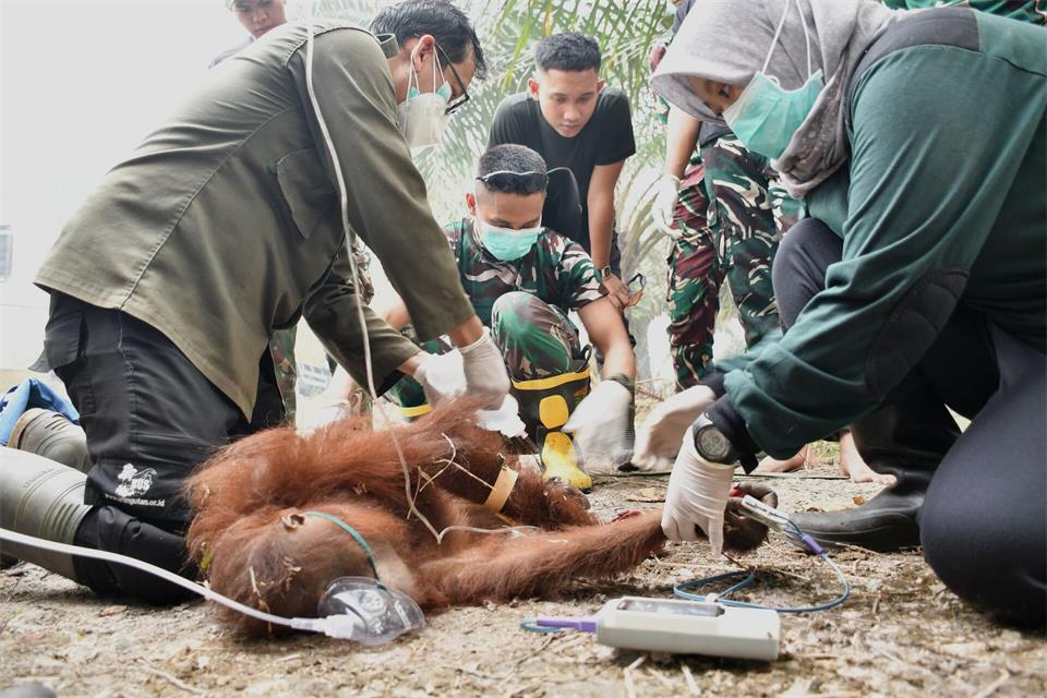 Ein gerettetes Jungtier trug schwere Verbrennungen davon.-/Borneo Orangutan Survival/dpa
