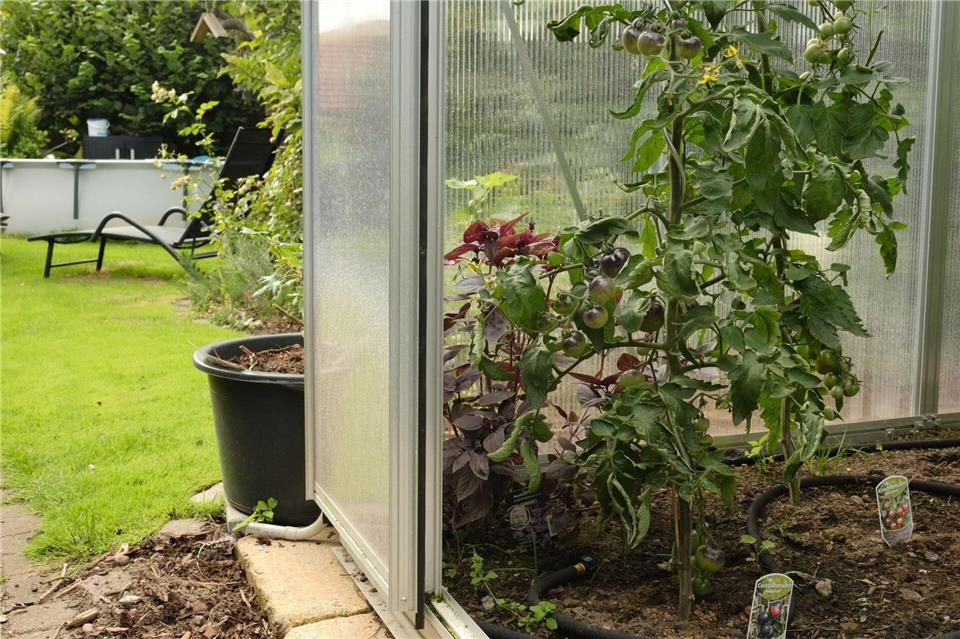 Ein geschützter Standort im Gewächshaus hilft Tomatenpflanzen, gesund durch den Sommer zu kommen.Zacharie Scheurer/dpa-tmn