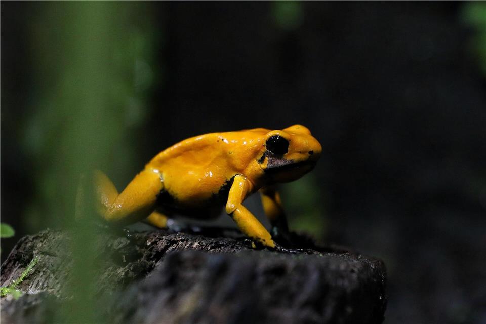 Ein goldener Pfeilgiftfrosch (Phyllobates terribilis) sitzt im Amphibienhaus des Zoos von Cali in Kolumbien.Santiago Saldarriaga/AP/dpa