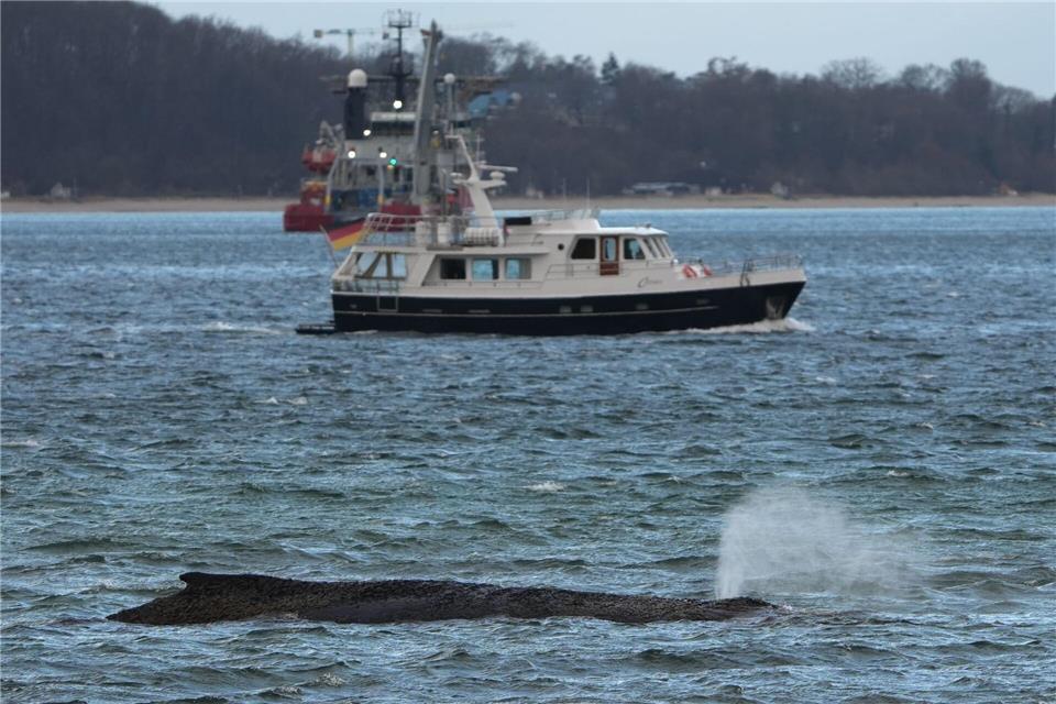 Ein größerer Saugbagger wird demnächst vor Ort erwartet.Marcus Brandt/dpa