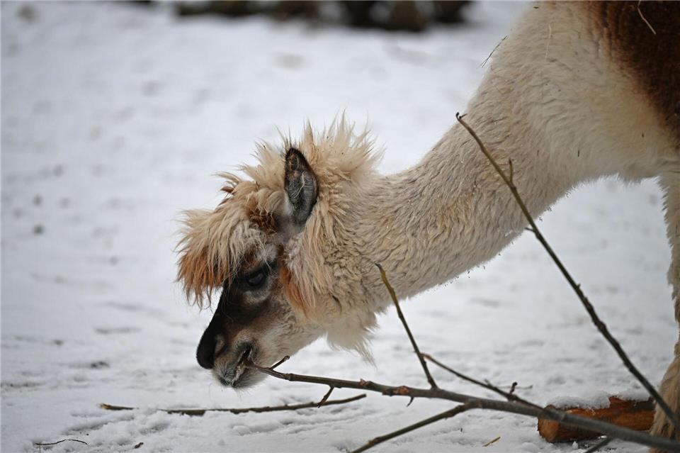 Ein guter Kälteschutz ist im Winter auch für Zootiere wichtig.Michael Brandt/dpa