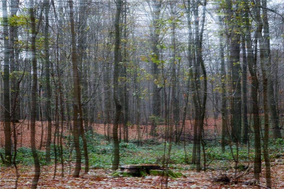 Ein herbstlicher Buchenwald in Schleswig-Holstein.Christian Charisius/dpa