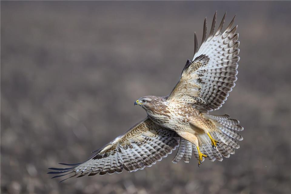 Ein hilfloser Mäusebussard ist auf der A23 von Bundespolizisten gerettet worden. (Illustration)Patrick Pleul/dpa/ZB