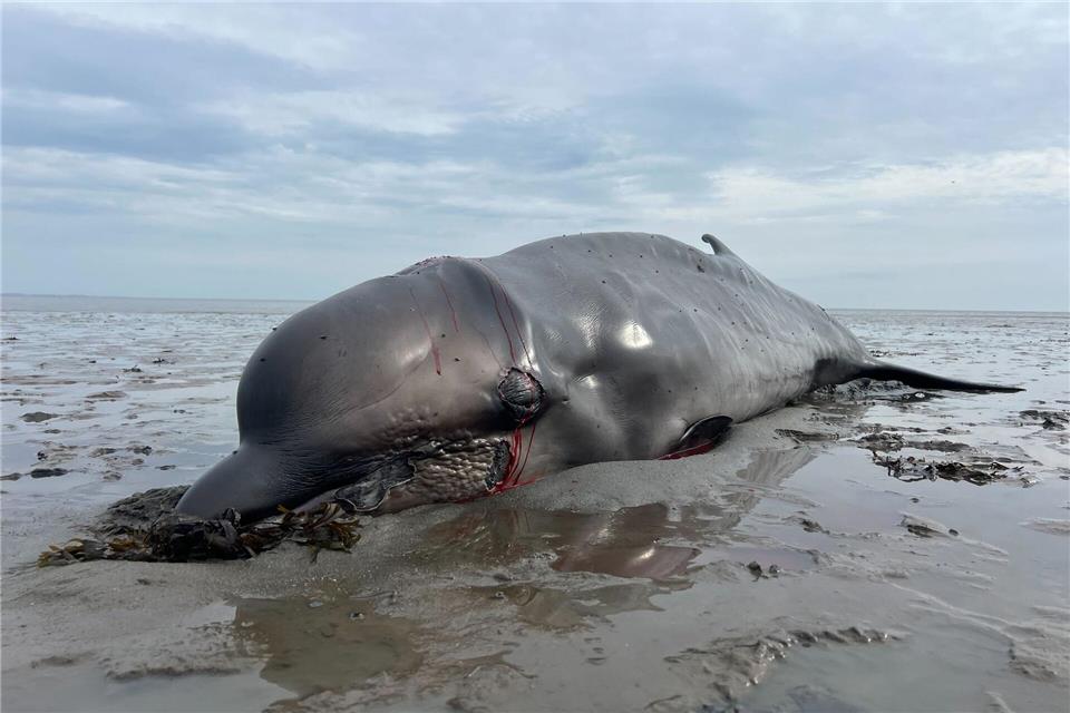 Nach Abschuss auf Sylt: Warum so viele Wale sterben Ein im in Munkmarsch auf Sylt angetriebener Wal ist mit einer Jagdbüchse von einem Seehundjäger erschossen worden.Lea Albert/dpa