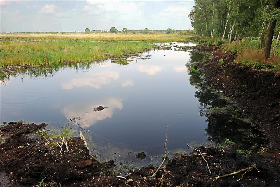 Ein intaktes Moor bindet klimaschädlichen Kohlenstoff und schützt somit das Klima. (Archivbild)picture alliance / dpa