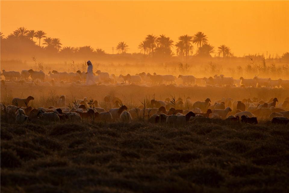 Ein irakischer Hirte hütet Schafe und Ziegen bei Sonnenuntergang in der irakischen Stadt Mishkhab südlich von Nadschaf.Anmar Khalil/AP/dpa