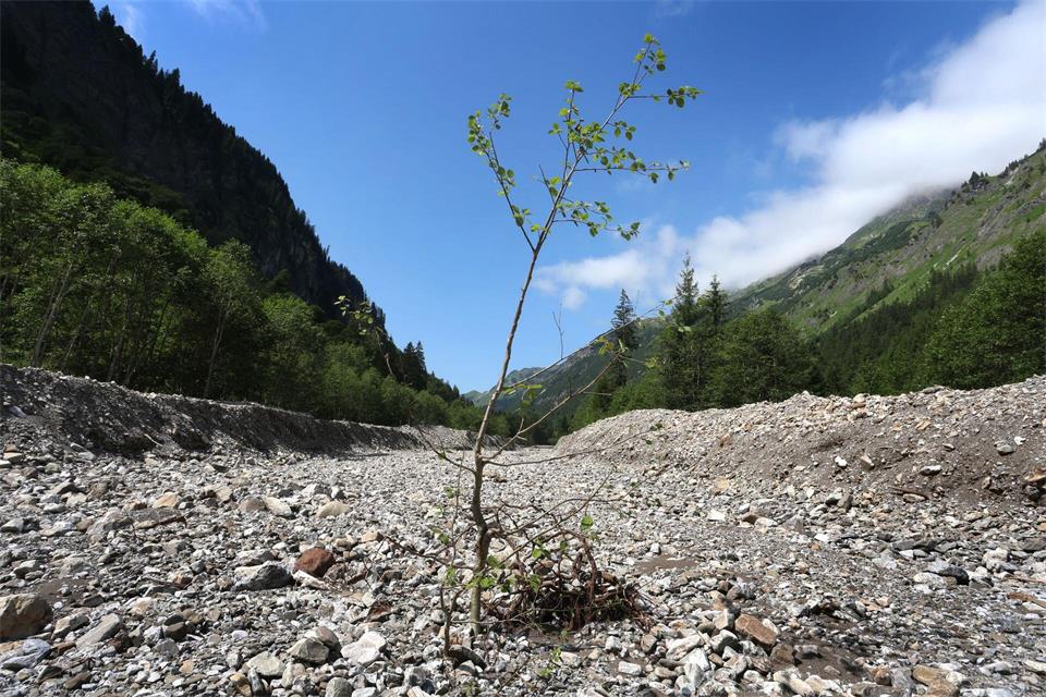 Ein junger Baum steht in dem durch Flussbaumaßnahmen begradigten Rappenalpbach im Rappenalptal. (Archivbild)Karl-Josef Hildenbrand/dpa