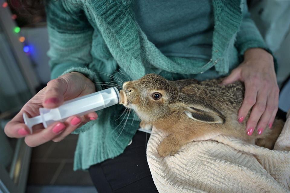 Ein junger Feldhase wird mit Spezialmilch gefüttert.Malin Wunderlich/dpa