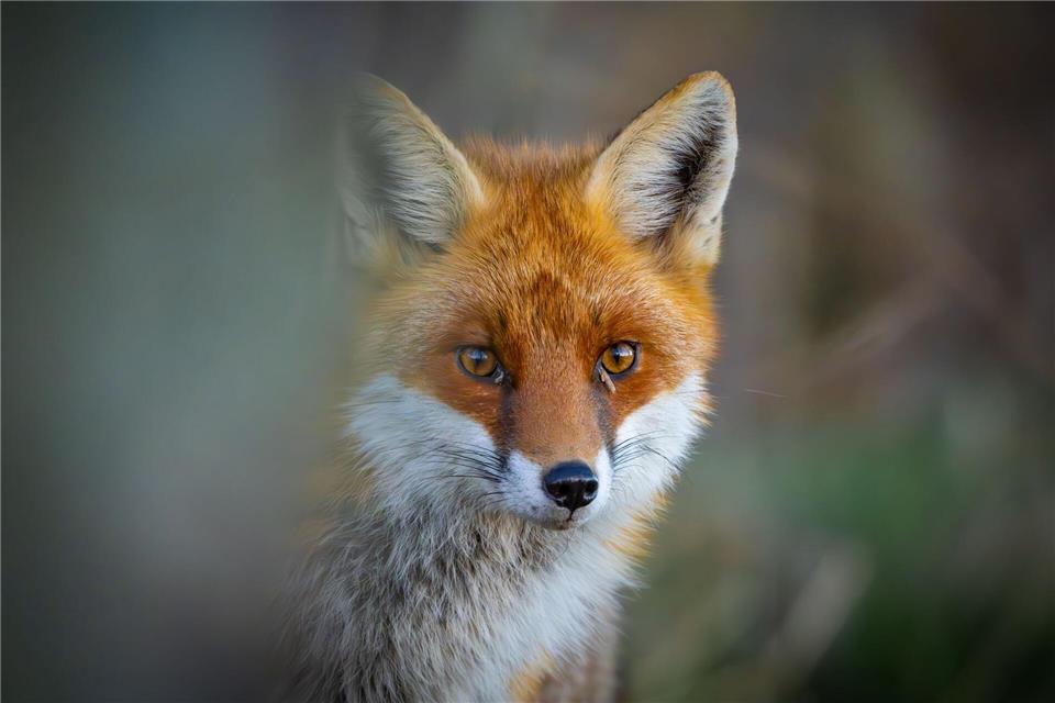 Ein junger Fuchs war angefahren worden und irrte seitdem auf einem Industriegelände umher. (Symbolbild)Patrick Pleul/dpa