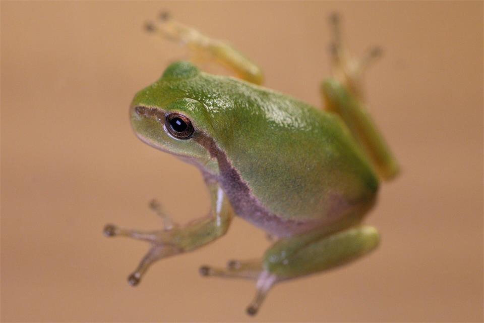 Ein junger Laubfrosch sitzt in einem Terrarium im Bildungshaus Modexen in Brakel. David Ebener/dpa
