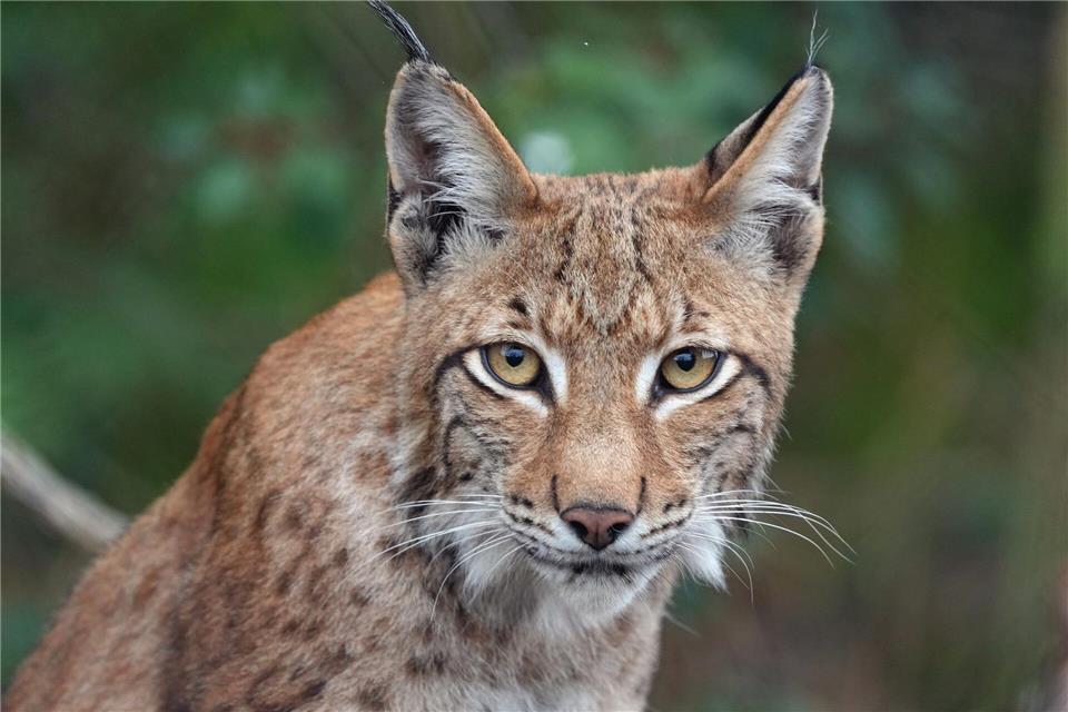 Ein junger Luchs wie dieser soll im Thüringer Wald wieder ausgewildert werden, nachdem das Tier abgemagert aufgegriffen und wieder aufgepäppelt worden ist. (Archivbild)Soeren Stache/dpa