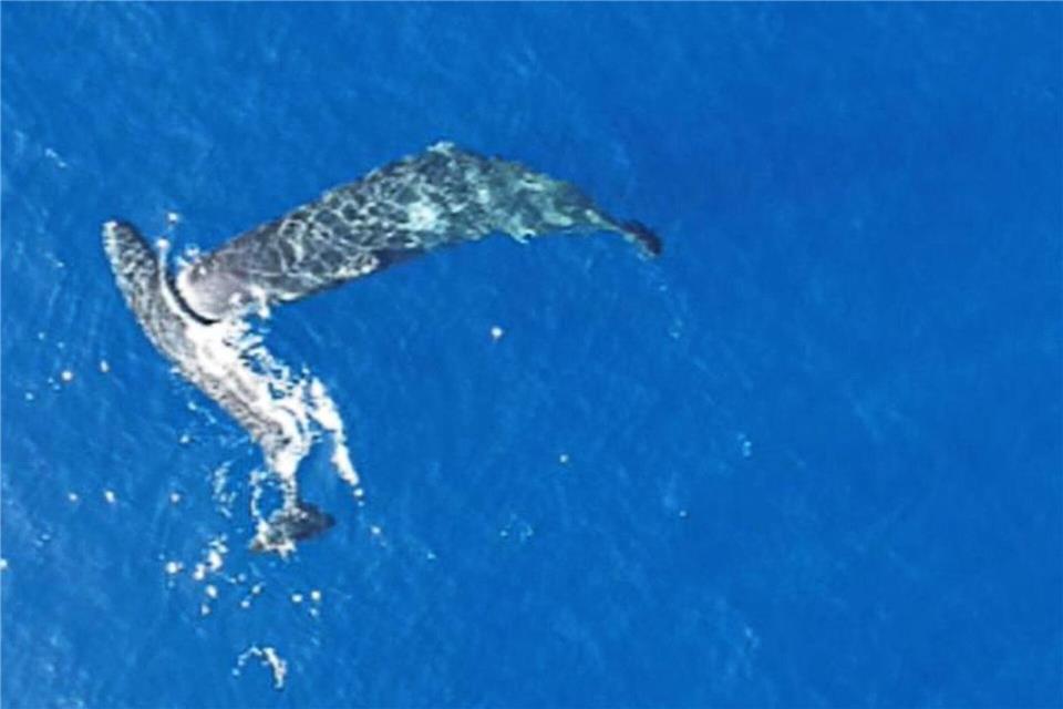 Ein junger Pottwal rammt einen anderen seitlich mit dem Kopf.-/Association Tursiops/dpa