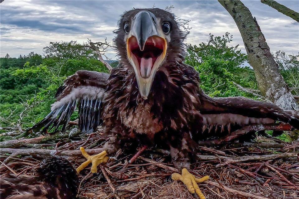 Rekord bei Seeadlern in Mecklenburg-Vorpommern erwartet Ein junger Seeadler sitzt in seinem Horst.Jens Büttner/dpa