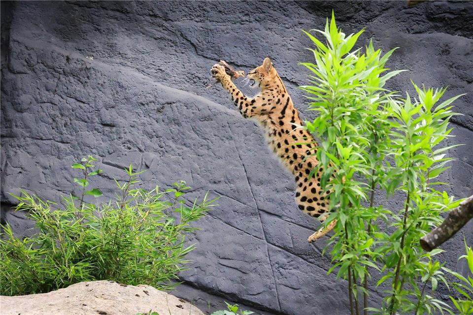 Ein junger Serval beim Jagdtraining.Christian Charisius/dpa