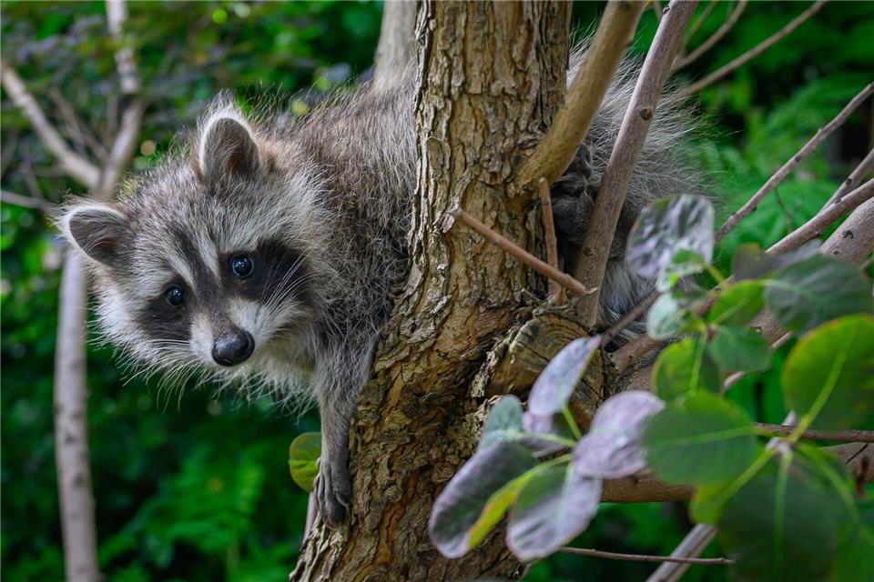 Ein junger Waschbär sitzt in einem Baum. (Archivfoto)Patrick Pleul/dpa