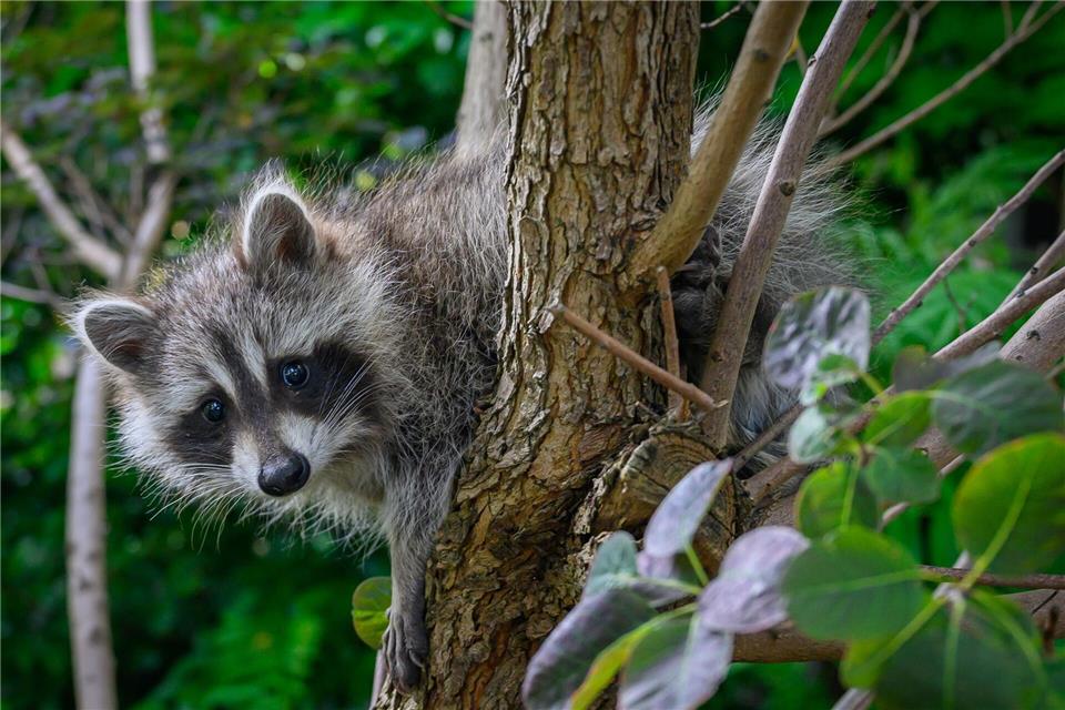 Ein junger Waschbär wurde in einem Erfurter Park entdeckt, was Polizei und Jäger auf den Plan rief. (Symbolbild)Patrick Pleul/dpa