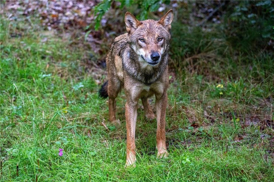 Ein junger Wolf zeigt in Ostsachsen eine auffällige Zutraulichkeit und soll nun wieder Scheu vor Menschen entwickeln (Archivbild). Armin Weigel/dpa