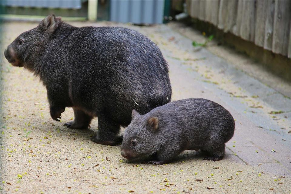 Ein junges Tasmanisches Nacktnasenwombat erkundet im Bergzoo Halle vorsichtig das Gehege an der Seite seiner Mutter.Tobias Junghannß/dpa