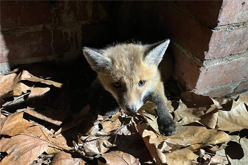 Ein kleiner Fuchs verirrt sich in einen Düsseldorfer Kanal und kommt nicht mehr raus. Stadt Düsseldorf/dpa
