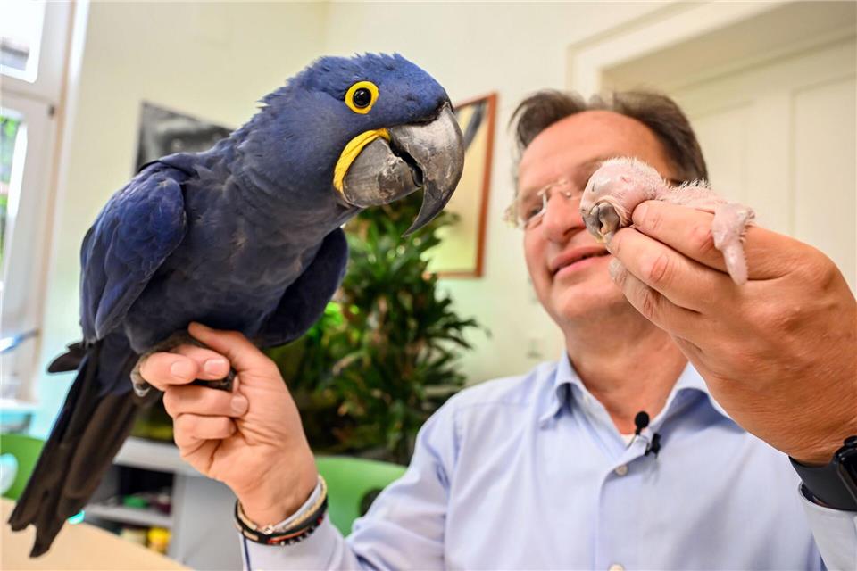 Ein kleiner und ein großer Ara: Beide hält Zoodirektor Reinschmidt auf der Hand.Uli Deck/dpa