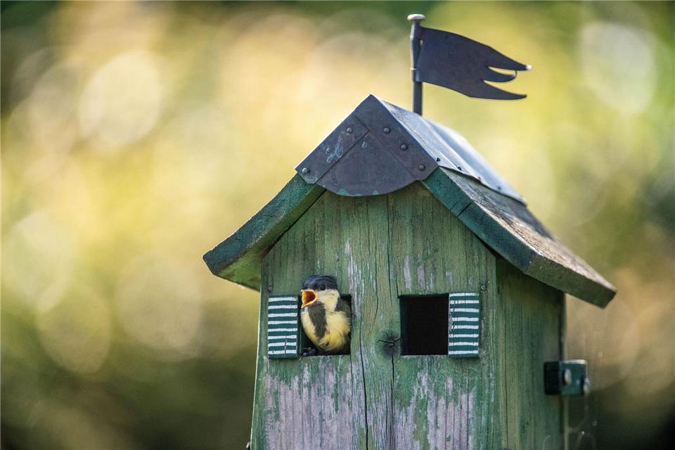 Ein kleines Einflugloch macht den Höhlenbrüterkasten perfekt für Meisen.Stefan Puchner/dpa/dpa-tmn