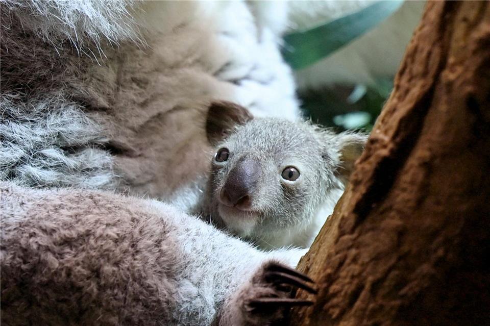 Ein kleines Koala-Jungtier wächst im Zoo Leipzig heran. Jennifer Brückner/dpa