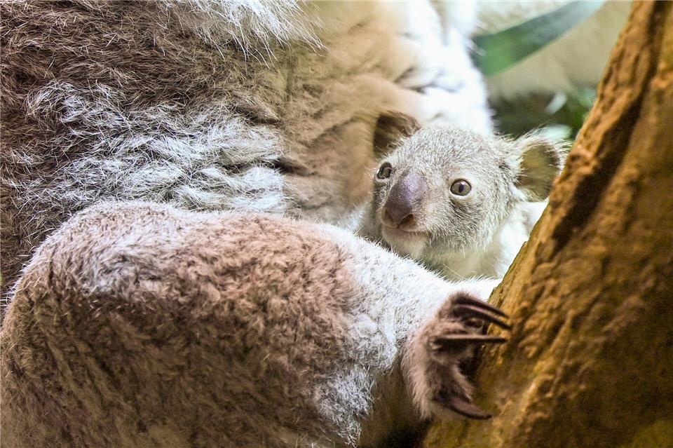 Ein kleines Koala-Jungtier wächst im Zoo Leipzig heran. Jennifer Brückner/dpa
