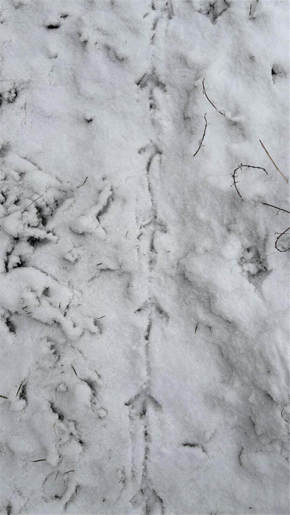 Ein kleines Rästel: Wem gehören wohl diese Fußstapfen? Das Tierchen ist schnell ...