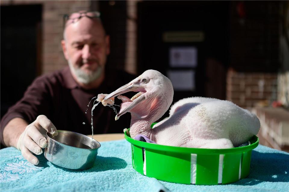 Ein knapp 20 Tage alter Nashornpelikan im Vogelpark. Philipp Schulze/dpa