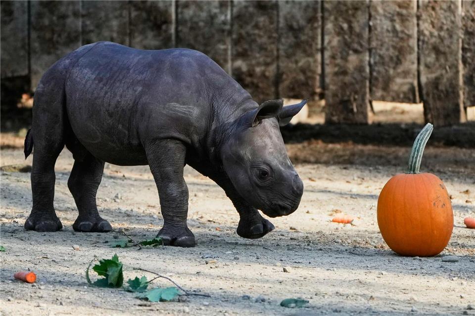 Bilder des Tages Ein männliches Spitzmaulnashorn-Kalb, geboren am 13. September 2025, gibt sein Debüt in der Öffentlichkeit im Cleveland Metroparks Zoo.Sue Ogrocki/AP/dpa