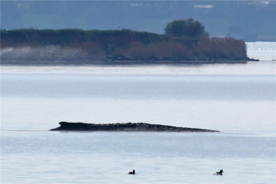 Ein neuer Rettungsversuch ist geplant.Bernd Wüstneck/dpa