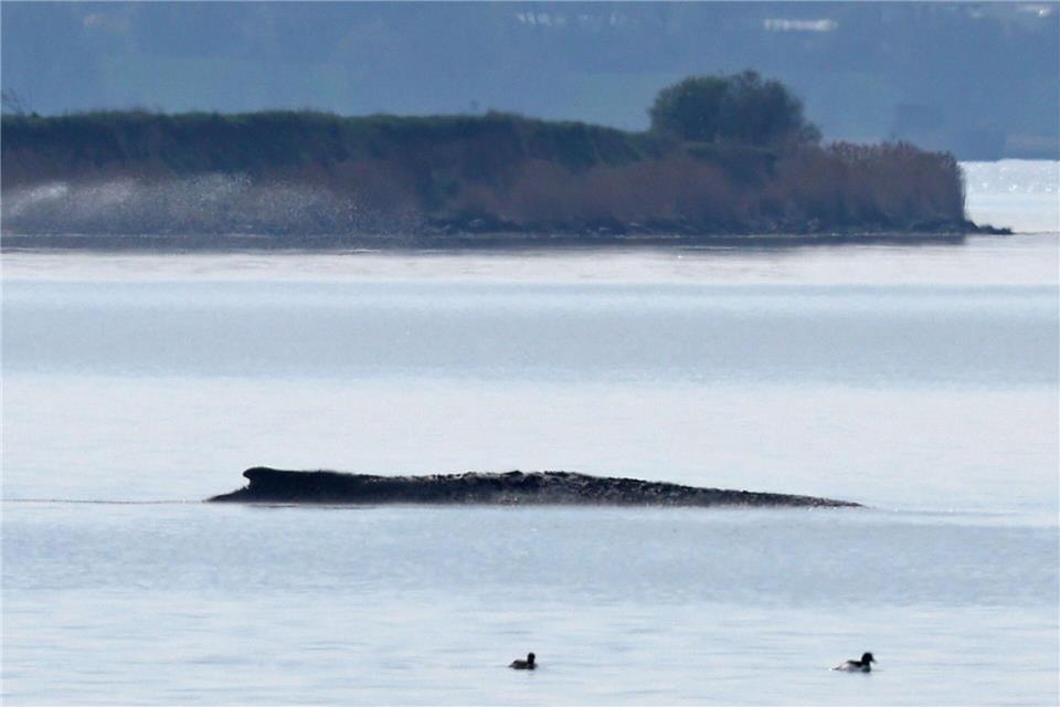 Ein neuer Rettungsversuch ist geplant.Bernd Wüstneck/dpa