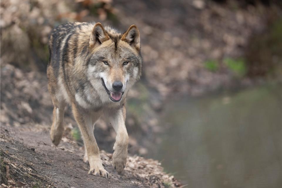 Ein neuer Rüde wurde im Wolfsgebiet nachgewiesen. Andere Tiere gelten dagegen als verschollen. 