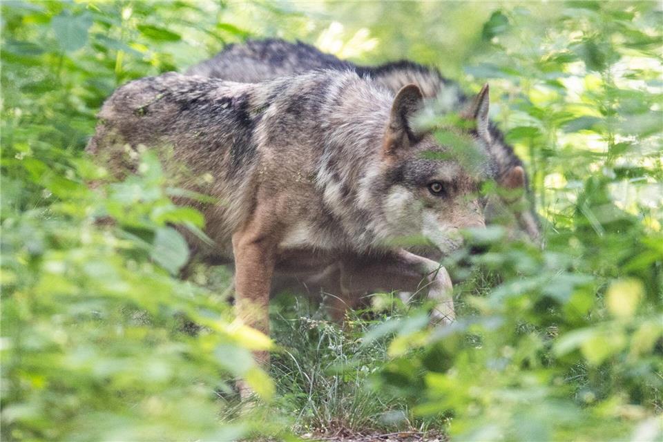 Ein neuer Wolfsmanangementplan der Landesregierung regelt den Umgang mit Wölfen. (Symbolbild) Boris Roessler/dpa