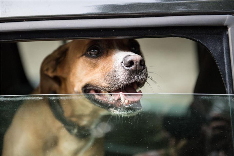 Ein offener Spalt reicht? Nein, ein abgestelltes Auto kann sich auch mit leicht geöffneten Fenstern sehr schnell aufheizen.picture alliance / dpa Themendienst