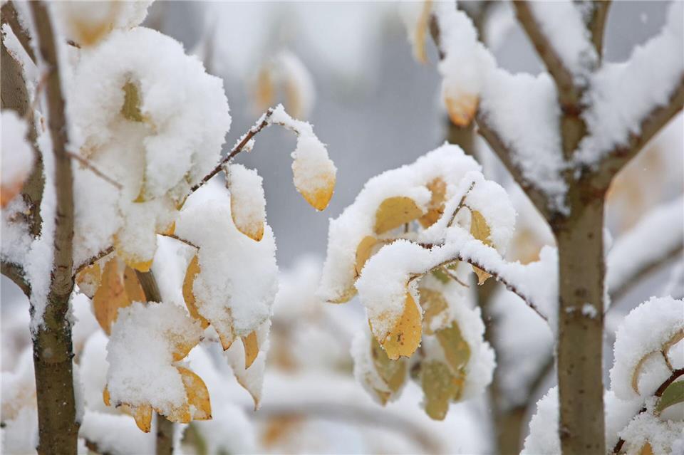 Ein paar Schneeflocken sollen im Harz rieseln. (Symbolbild)Matthias Bein/dpa