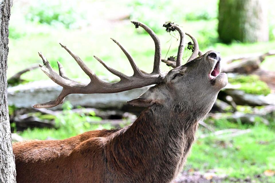 Ein röhrender Hirsch erschreckte einen Wanderer. (Symbolbild)Bernd Weißbrod/dpa