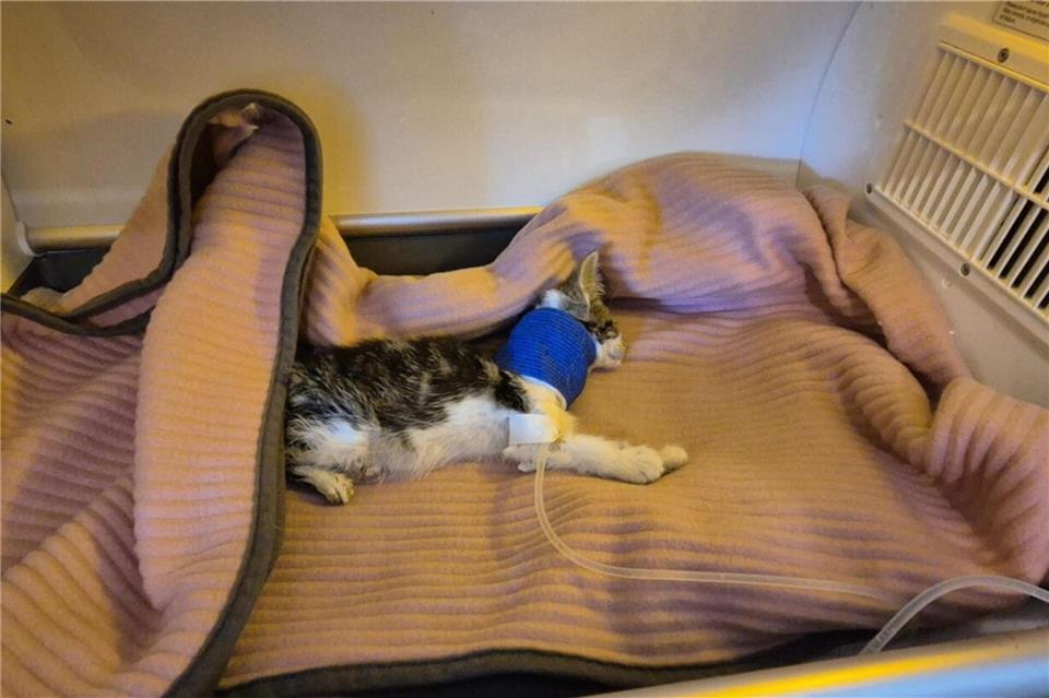 Ein schwer erkranktes Katzenbaby in intensivmedizinischer Betreuung. Immer wieder sterben Kitten in Bocholt plötzlich: die Ursache ist bislang unklar.