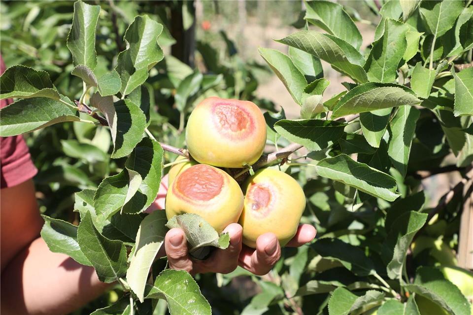 Ein sehr heißer Tag im Juli hat in den Apfelplantagen Spuren hinterlassen, sagt Obstbauberater Rolf Hornig.Bodo Schackow/dpa