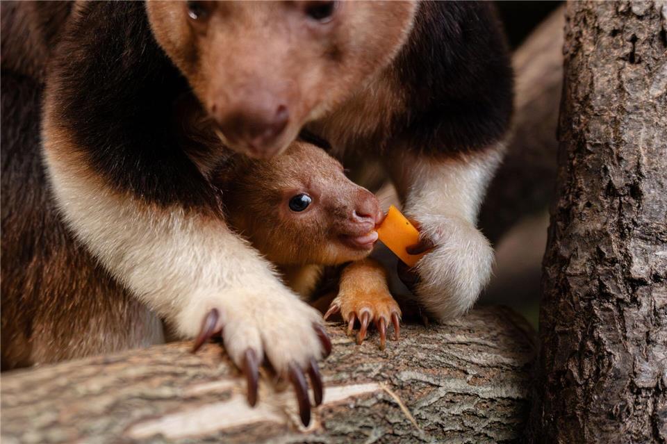 Ein seltenes Baumkänguru-Baby macht gerade seine ersten Erfahrungen mit der Außenwelt.-/Chester Zoo/dpa